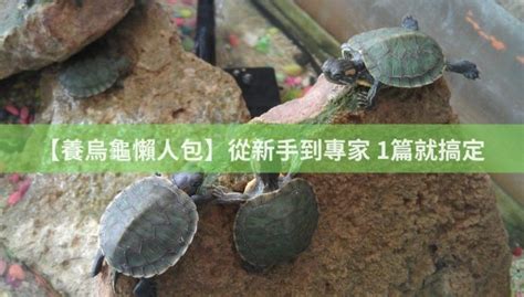 養烏龜的水|【養烏龜懶人包】：從新手到專家，1篇就搞定